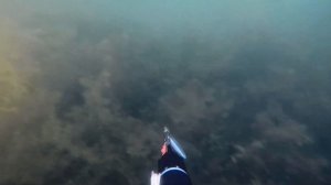 Подводная охота в Подмосковье.  ЧИСТАЯ ВОДА  2021 ///Spearfishing in Russia