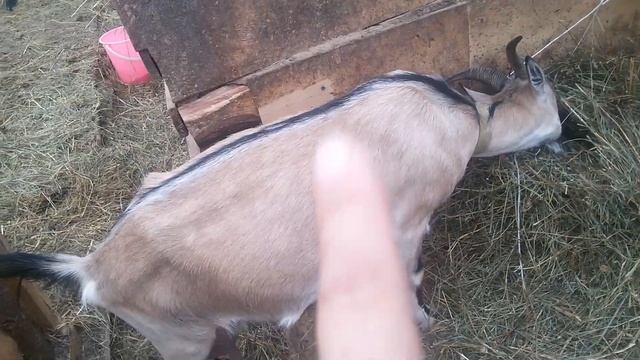 КОЗА 4,5 месяца/ Девичье молоко/ Доим/ GOAT 4.5 months / Girl milk . смотреть онлайн