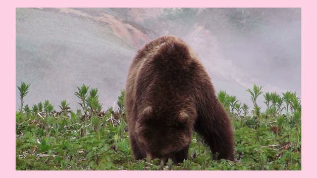 Весела гра "У зоопарку автор Інна Карауш смотреть онлайн