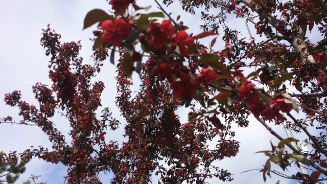 Домашнее цветоводство. Яблоня с красными цветами. Алая яблоня. смотреть онлайн