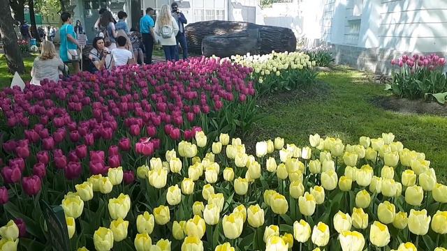 🌷Тюльпановый оазис на Елагином острове. 🌷Цветы и музыка создают счастье!❤ смотреть онлайн