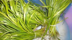 Как Выращивать  Джусай Дома