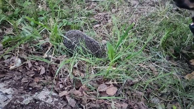 верещагинские ёжики в парке ?? смотреть онлайн