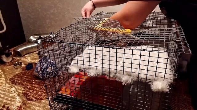 Уборка клетки у крыс/вотрое видео#моилюбимки #листиккексикмишутка #твимз #крысы #rats #животные смотреть онлайн