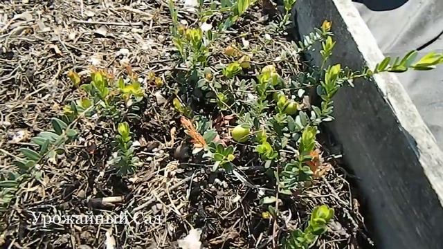 Этот Сорт Клюквы Полюбили Многие Садоводы смотреть онлайн