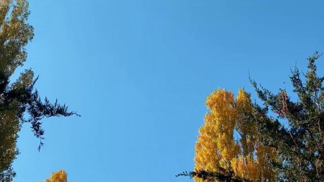 Осень #ПоточныеСтихи #АннаШихова #ШколаСорадение