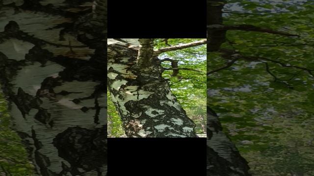 дятел смотреть онлайн