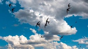 Незабываемые звуки лета. Летние стрижи, ласточки. Летний релакс.