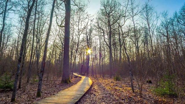 Я в восторге! Какая бесконечно красивая музыка! Хочется слушать и слушать снова…