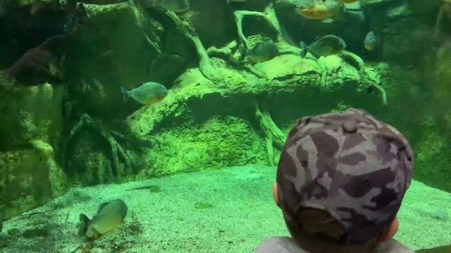 Москвариум. Океанариум Москва. Moskvarium. Moscow sea world смотреть онлайн