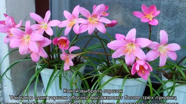 Зефирантес — уход в домашних условиях за цветком