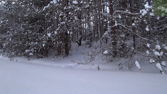 КУНИЦА ОПИСАНИЕ. ПОЛЕЗНА ИНФОРМАЦИЯ для промысла зверька. смотреть онлайн