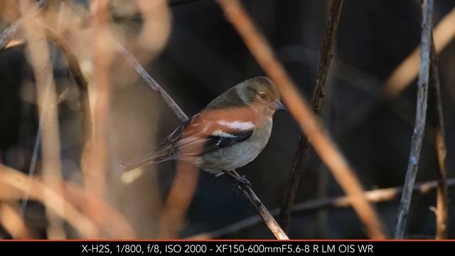 Fujifilm X-H2 vs X-H2S - Which one for Bird Photography? смотреть онлайн