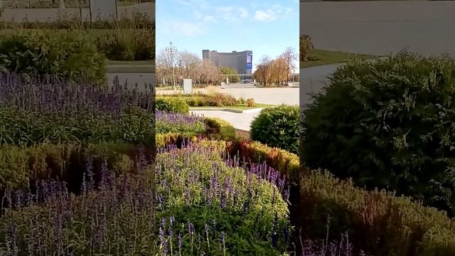 УДАЛЕНИЕ КОХИИ, ОСЕННИЕ УХОДНЫЕ РАБОТЫ смотреть онлайн