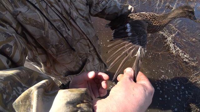 Тонкости охоты с подсадной. Вызаривание уток. The subtleties of hunting with a decoy. Brooding duck смотреть онлайн