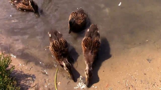 Поселок Васильево. Бывшее футбольное поле,а теперь озеро. смотреть онлайн