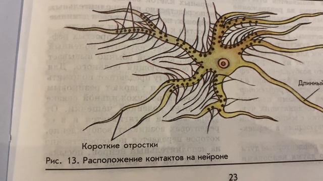 📚Биология 9 кл/Батуев/Тема 7🖍️Строение нервной системы и ее свойства/10.10.23 19:00 смотреть онлайн