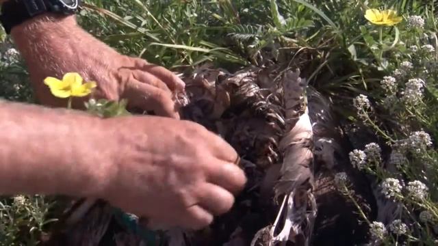 Plastic in Albatross at Midway Atoll смотреть онлайн