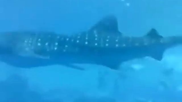 Китовая Акула плавает среди людей подводный мир смотреть онлайн