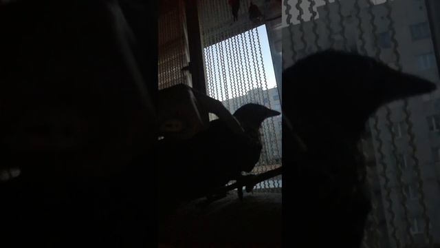 Воронёнок не хочет спать. смотреть онлайн