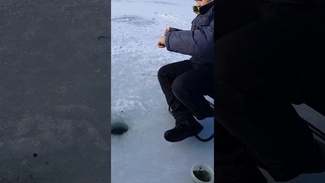 Зимняя рыбалка Апшеронск 24 декабря 2016 года смотреть онлайн