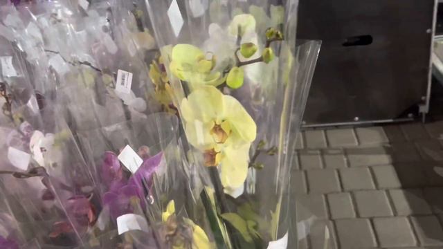Праздничный Обзор Орхидей (Одесса) смотреть онлайн