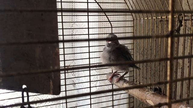 Дядя Федор: трое из Пустельгошино!))
Выкармливаем птенцов сокола-пустельги и птенца сойки смотреть онлайн