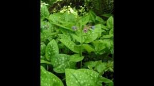 Медуница - первые цветы в лесу. Как можно использовать медуницу? Полезные свойства и применение.