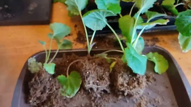 Цинерария. Выращивание в комнатных условиях смотреть онлайн