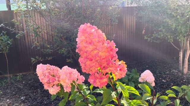 Сушим гортензию. Продолжение смотреть онлайн