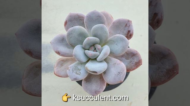 rare Korean succulents смотреть онлайн