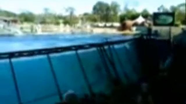 Marineland-Antibes-aout 2008 смотреть онлайн