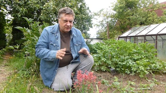 Про мою любимую травку... Которая успокаивает и умиротворяет! смотреть онлайн