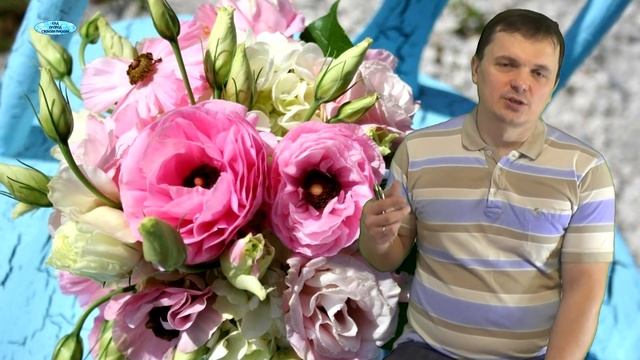 ЭУСТОМА (ЛИЗИАНТУС). СПОСОБ ПОСЕВА, СРАВНЕНИЕ ВСХОДОВ. смотреть онлайн