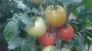 Помидор РОЗА ВЕТРОВ больше разочаровал