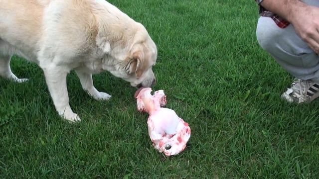 Labrador Dog Reaction Giant Bone Gift 1080 HD
