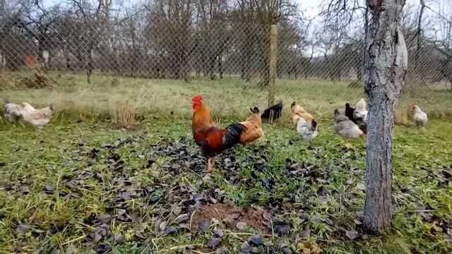 Золотой петушок