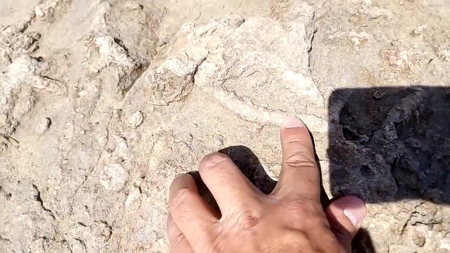 Окаменевший лес древних кораллов 9 Petrified forest of ancient corals 古老珊瑚石化森林 古代サンゴの化石の森 고대 산호의 석화 смотреть онлайн