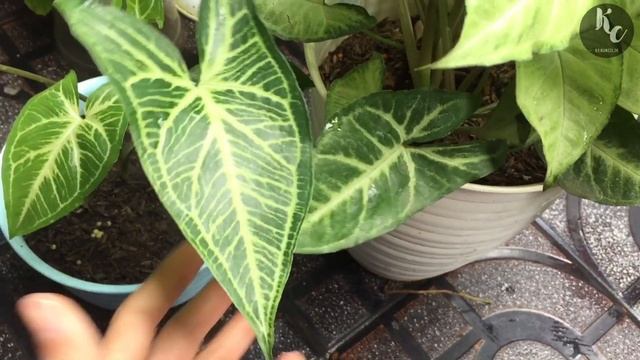 The Real Syngonium Batik Sp Hutan смотреть онлайн