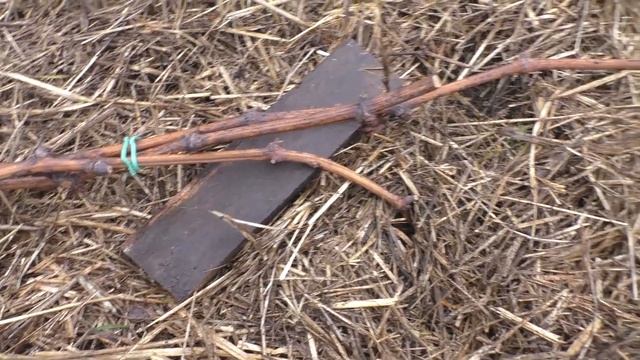 Виноград .Подготовка лозы к укрытию . смотреть онлайн