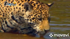 АМАЗОНКА -  самый опасный животный мир Амазонии.