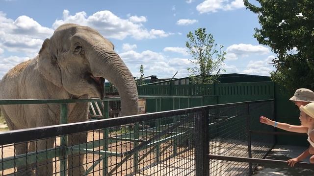 Такое общение приносит восторг! Тайган Such Communication Is Delightful! Taigan