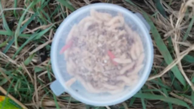 Черви в шашлыке