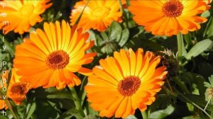 Посадка Цветов Весной в Грунт Цветут Всё Лето! Какие Цветы Сажать в Мае в Открытый Грунт?