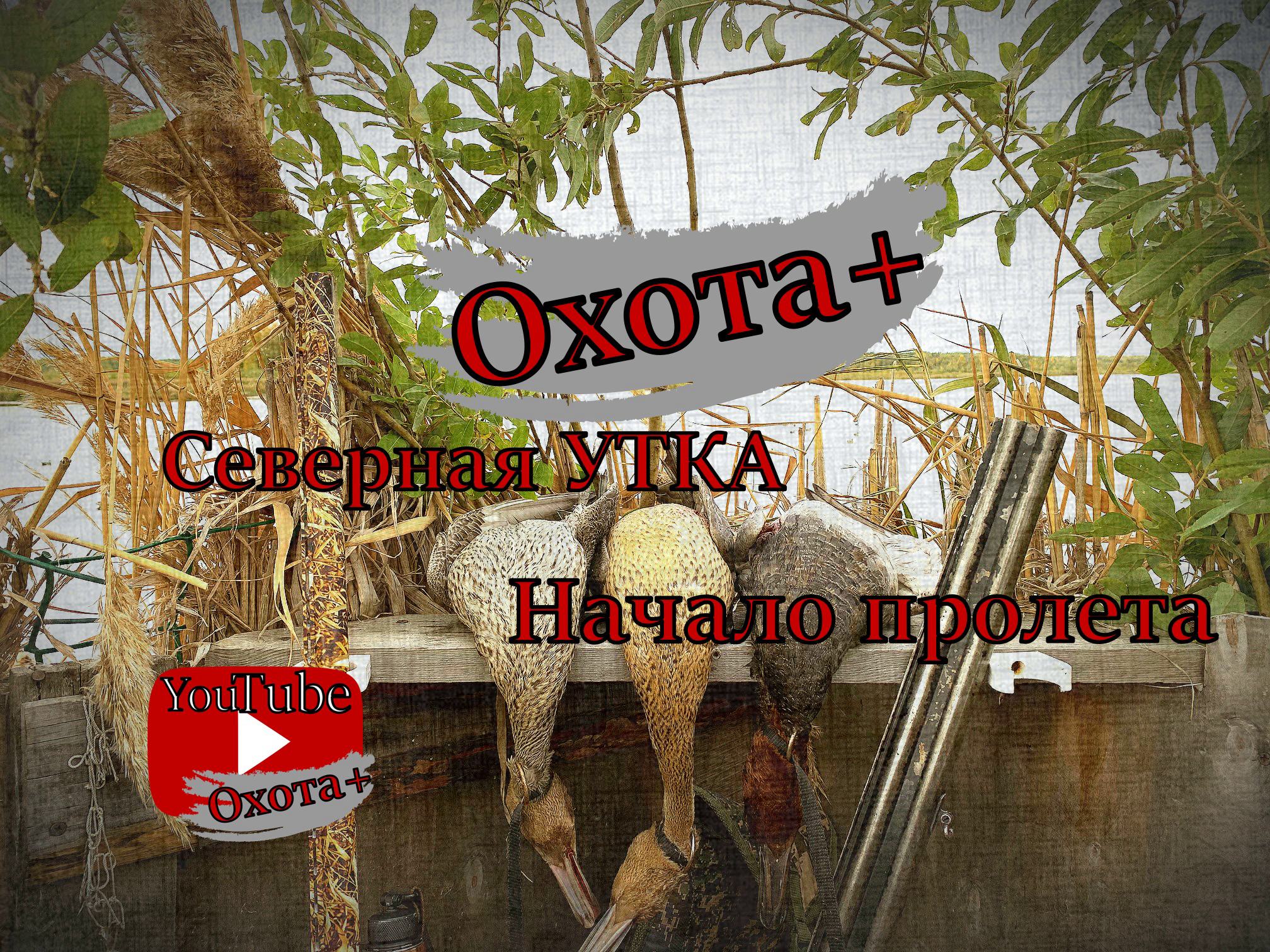 ОХОТА Северная утка Начало пролета #утка #охота #севернаяутка #наутку Ютуб канал Охота+ #Охота+ смотреть онлайн