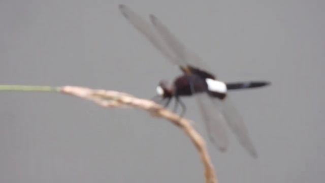 Попрыгунья Стрекоза Лето красное пропела;Оглянуться не успела,Как зима катит в глаза. смотреть онлайн