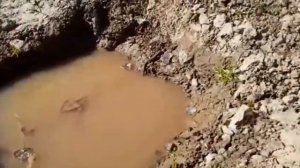 КАК ПОЙМАТЬ ЯЩЕРИЦУ В МАЕ