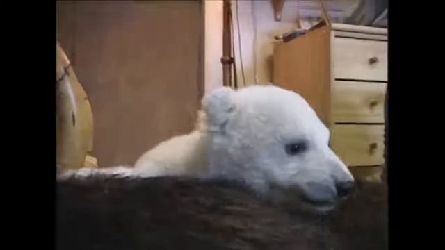 Животные смотреть онлайн