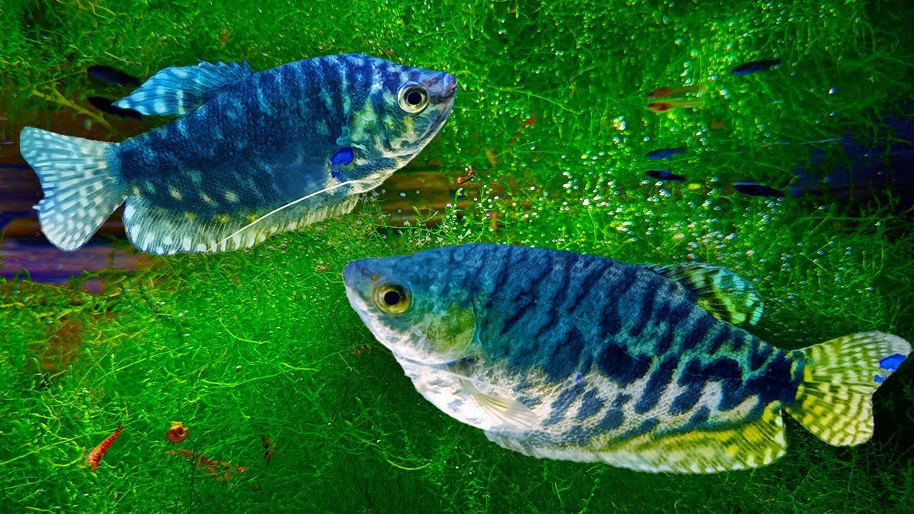 Разведение аквариумных рыбок! Рыбки дохнут от скуки! смотреть онлайн