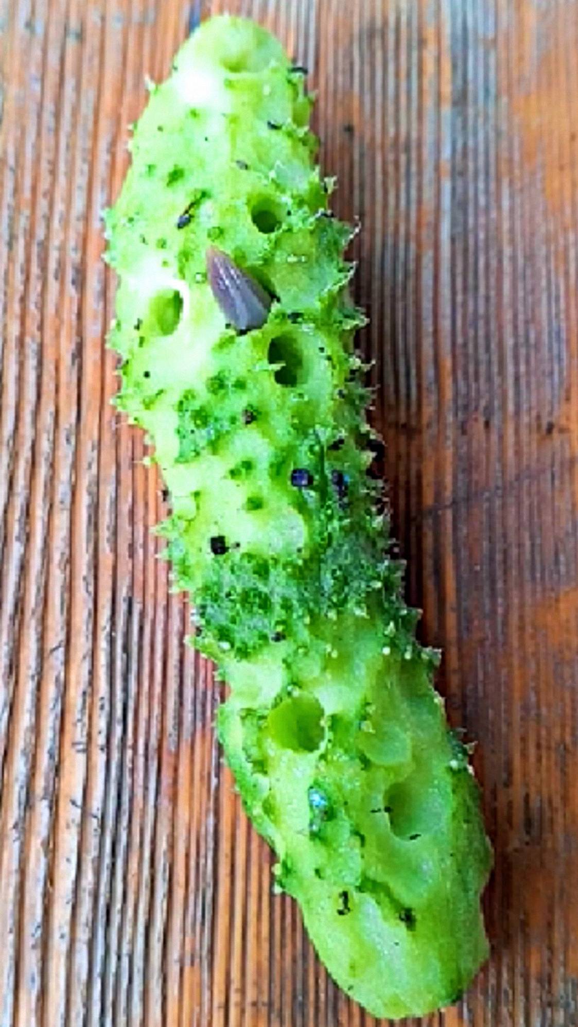 Нет, это не Морской Огурец, а настоящий, с грядки! смотреть онлайн